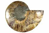Cut & Polished Ammonite Fossil (Half) - Madagascar #282597-1